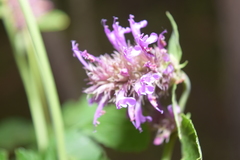 Agastache palmeri