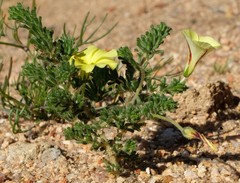 Oxalis crocea