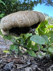 Chlorophyllum molybdites
