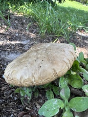 Chlorophyllum molybdites