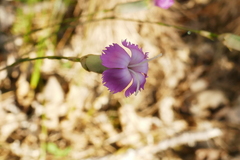 Dianthus longicaulis
