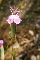 Dianthus longicaulis