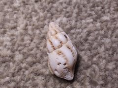 Peristernia reincarnata