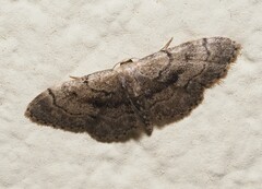 Idaea laevigata