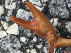 Cambarus pyronotus