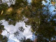 Lithobates spectabilis