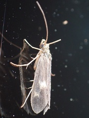 Neureclipsis bimaculata