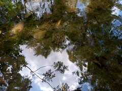 Lithobates spectabilis