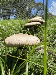Chlorophyllum molybdites