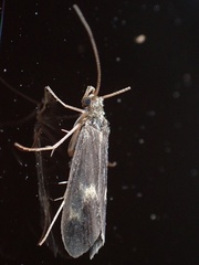 Neureclipsis bimaculata
