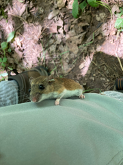 Peromyscus leucopus noveboracensis