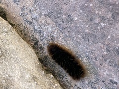 Pseudohemihyalea labecula