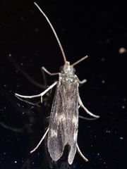 Neureclipsis bimaculata