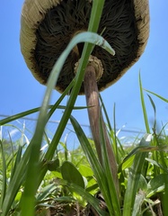 Chlorophyllum molybdites
