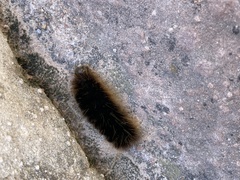 Pseudohemihyalea labecula