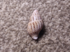 Peristernia reincarnata