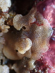 Dendrobeania lichenoides