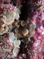 Dendrobeania lichenoides