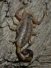 Uroplectes otjimbinguensis