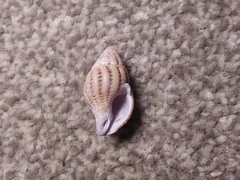 Peristernia reincarnata