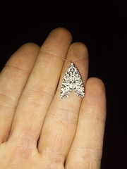 Danielaparra fragmentata