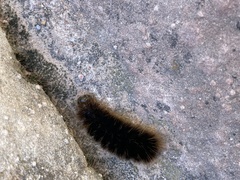 Pseudohemihyalea labecula