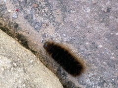 Pseudohemihyalea labecula