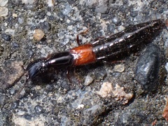 Gauropterus fulgidus