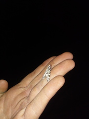 Danielaparra fragmentata