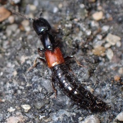 Gauropterus fulgidus