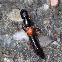 Gauropterus fulgidus