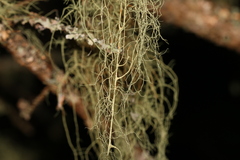 Usnea cavernosa