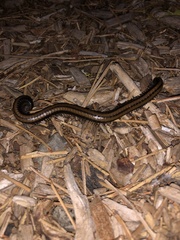 Californiulus yosemitensis