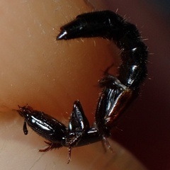 Gauropterus fulgidus