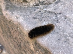 Pseudohemihyalea labecula