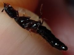 Gauropterus fulgidus