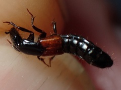 Gauropterus fulgidus