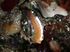 Brachiopoda
