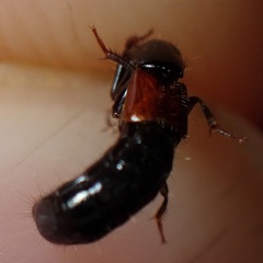 Gauropterus fulgidus