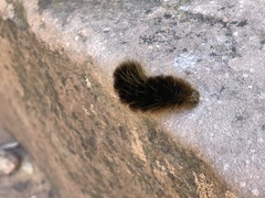 Pseudohemihyalea labecula