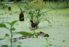 Jacana jacana hypomelaena
