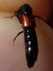 Gauropterus fulgidus