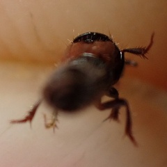 Gauropterus fulgidus