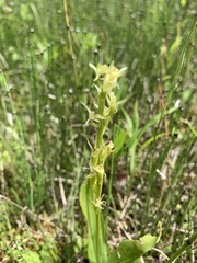 Media resource of Liparis loeselii