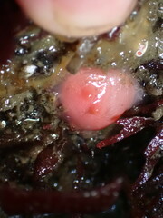 Cnemidocarpa finmarkiensis