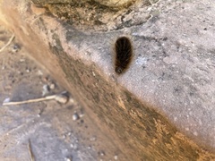 Pseudohemihyalea labecula