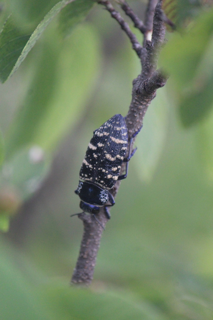 Lampetis dilaticollis