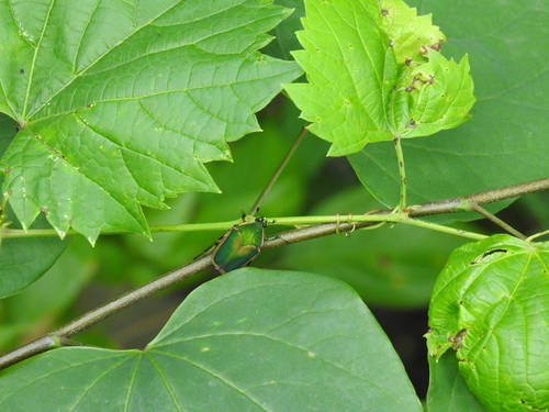 Green June beetle