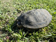 Malaclemys terrapin macrospilota