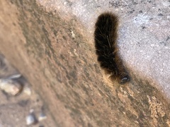 Pseudohemihyalea labecula